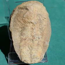 Rare oversized conulariid fossil - Bolivia devonian - conulariid picture