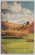Vintage Postcard Harvest Time Sunny South Tobacco Field Georgetown SC 1955 Linen picture