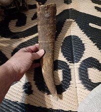 Large Horn- Single Piece (As Pictured) picture