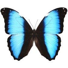 Morpho deidamia ONE REAL BUTTERFLY BLUE UNMOUNTED PAPERED WINGS CLOSED picture