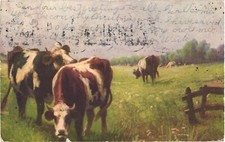 Rush City MN 1909 Postcard Cows Grazing in Field Farm Scene Divided Back picture