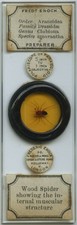 Antique microscope slide by Enock - Polar Wood Spider, Deep Cell picture