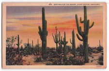 Vintage 1941 Saguaro Cactus Desert Sunset Postcard - Sentinels of the Desert picture