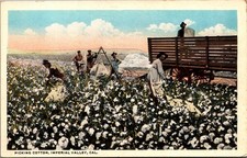 1921 Cotton Picking Imperial Valley CA California Postcard Evan Davis El Centro picture