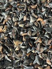 Lot of 500 fossilized ( PARTIAL ) shark teeth from Venice Florida. picture