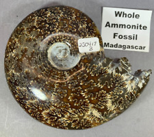 AMMONITE WHOLE FOSSIL - OAK LEAF PATTERN - PERFECT CONDITION - MADAGASCAR picture