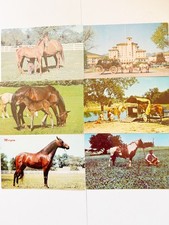 Lot of 6 Vintage Horse Postcards Morgan Broadmoor Colorado Posted Cowboy picture