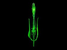 Handcrafted Uranium Glass Wheat & Grasshopper – UV Vaseline Glass Reactive picture