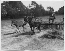 Horse does its daily work in the fields accompanied by its foal Old Photo picture