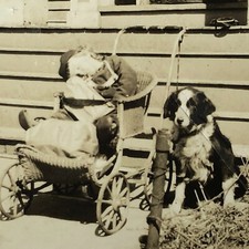 VTG 1920s Real Photo Sweet Collie Dog Guarding Sleeping Child Wicker Stroller  picture