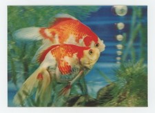 Ryukin Goldfish 1960's Toppan Lenticular 3-D Postcard Made in Japan Great 3-D picture