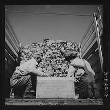 Photo:Belle Glade Florida 1930s Farm Workers Loading Cabbage Truck FSA picture