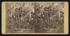Photo:Florida St Johns River Palmetto Forest 1874 Stereoview picture