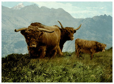 Scotland, Highlands, Cattle Photochrome, Vintage Photochrome 16.5x22.5 picture