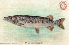 1880s-90s Arm & Hammer Fish Series Muskallonge F185 picture