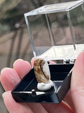 Large Shazar Dendrite / Dendritic Agate Polished Cabochon Rare 18mm 13 picture