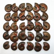 5X Natural Crystal Iridescent Ammonite Ammolite Facet Specimen Snail Fossil picture