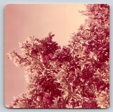 Photograph Photo Family Trip Vacation Orange Grove Citrus Florida picture
