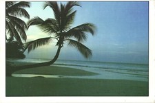 Samaná Dominican Republic Playa de Portillo Beach Palm Tree Chrome Postcard picture