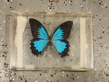BUTTERFLY-Papilio Ulysses Blue-Vintage Plastic Case picture