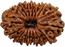 Natural Original 17 Mukhi Nepali Rudraksha – Nepal | Lab Certified picture