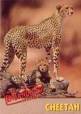 RARE & ENDANGERED SPECIES PROMO CARD CHEETAH COLLECTIBLE IMAGERY 1992 picture
