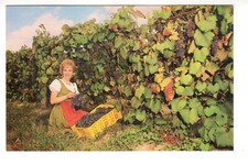 Postcard: Woman Picking Grapes, Stone Hill Winery, Hermann, Missouri; wine picture