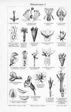 1905 VARIETIES FLOWER SHAPES ENGRAVING ILLUSTRATION PRINT 2 Pgs READ picture