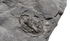 Silurian Rochester Shale trilobite fossil Radnoria bretti rare specimen picture