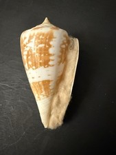 Cone shell 89.2mm picture