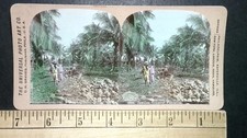 Jamaica Coconut Plantation Stereoview Universal Photo Art Co. 1890s Hand-Tinted picture
