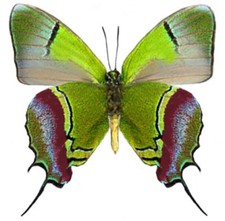 Evenus regalis green red butterfly verso Peru UNMOUNTED/WINGS CLOSED picture