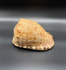Vintage Cypraecassis Tenuis Helmet Shell 4 1/8