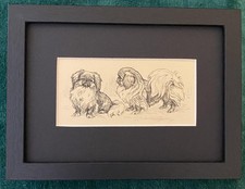 Pekingese 