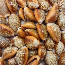 Honey Cowrie Seashells Polished Naria Helvola (10 shells approx. 0.5+ inches) picture
