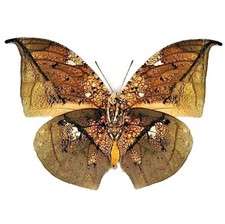 Anaea archidona gold leaf mimic butterfly Peru UNMOUNTED/WINGS CLOSED picture