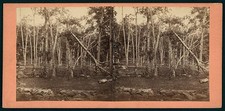 Gettysburg PA 1863 Battle of Culp's Hill Civil War Trees Shell Damage Stereo picture