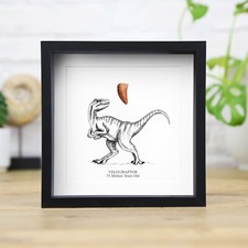 Velociraptor Raptor Tooth & Illustration Box Frame Real Dinosaur Fossil Ornament picture
