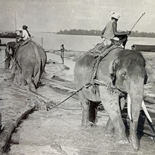 Burma Elephants Hauling Logs Stereoview Keystone View Co. 1919 Salwin River picture