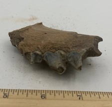 Crocuta crocuta spelaea SKULL TEETH 3.5” Cave Hyena 10,000++ Yrs Old CH CH304 picture