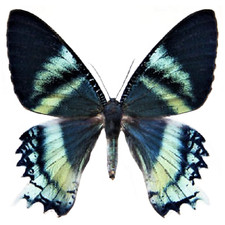 Alcides orontes - Large Perfect A1 UNMOUNTED SPECIMEN ( Zodiac Moth ) - Borneo picture