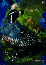 Quail 2025 Artist Signed Limited Edition Print Card 4 of 50 picture