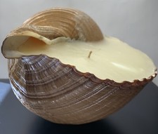 XL Tonna Cepa Seashell Candle Wax Filled Single Wick 9x9x6” Beach Decor Theme picture