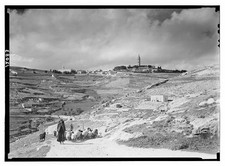 Jerusalem Mt. of Olives 1900s Shepherd with Flock Southeastern Slopes picture