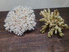 VTG NATURAL REAL SEA CORAL Lot CAULIFLOWER AQUARIUM REEF WEDDING BEACH DECOR  picture