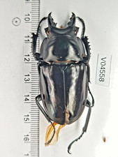 V04558. Unmounted insects, Lucanidae: Odontolabis sp. North Vietnam picture