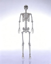 7.9FT Giant Halloween Skeleton 240cm Life Size Full Body Realistic Bones(NoStand picture