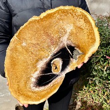 5.3LB Large Natural Petrified Wood Crystal Fossil Slice Shape Specimen Healing picture
