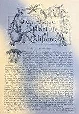 1892 Picturesque Plant Life of California illustrated picture