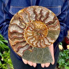 1.77LB Natural agate fossil snail shaped convex round gemstone picture
